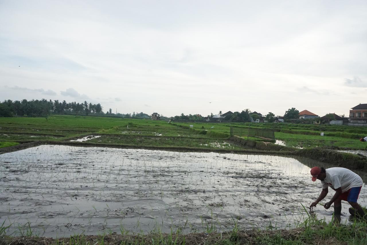 Pondok Uma Ubud Zewnętrze zdjęcie